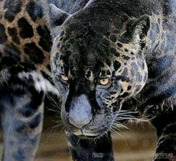 عکس یوزپلنگ خارجی