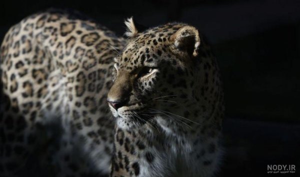 عکس یوزپلنگ خارجی