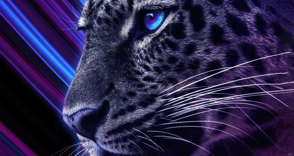 عکس یوزپلنگ خارجی