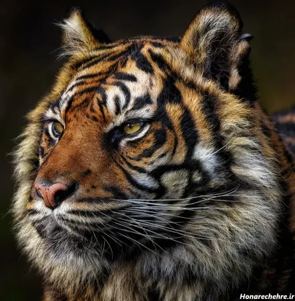  عکس یوزپلنگ خفن برای پروفایل