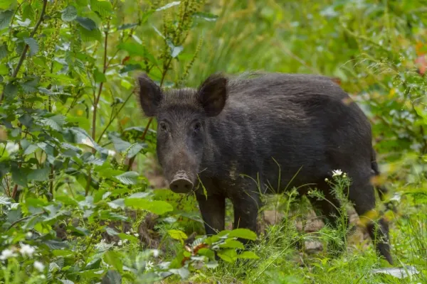 عکس گراز در طبیعت