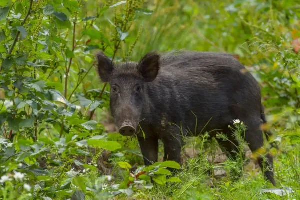  عکس گراز برای پروفایل