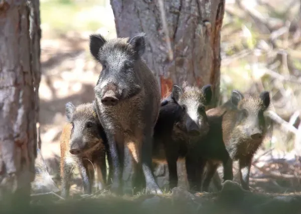  عکس گراز برای پروفایل