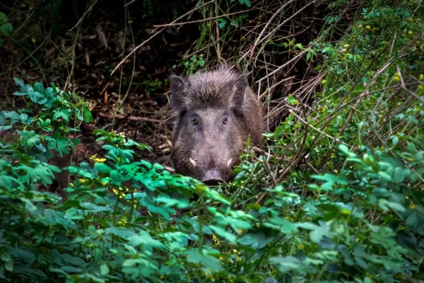  بک گراند گراز برای گوشی موبایل