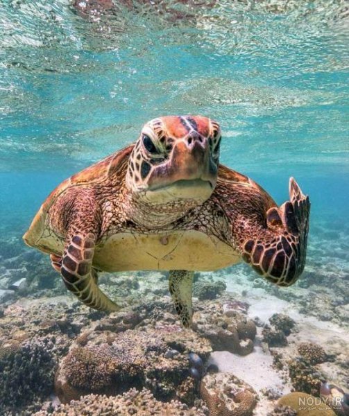 عکس لاک پشت برای پروفایل