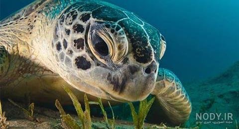  عکس لاک پشت برای پروفایل