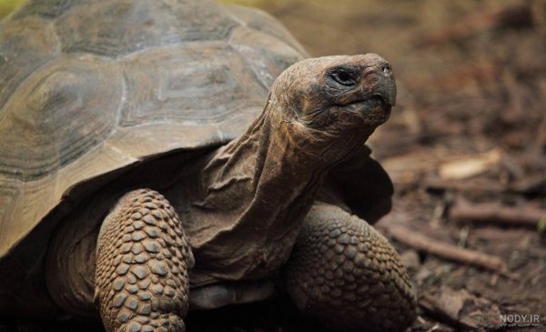  عکس لاک پشت برای پروفایل