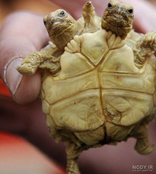  عکس لاک پشت برای پروفایل