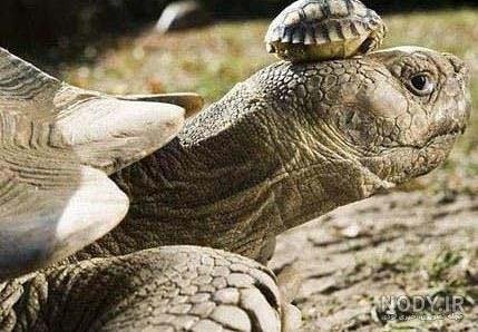  عکس لاک پشت برای پروفایل