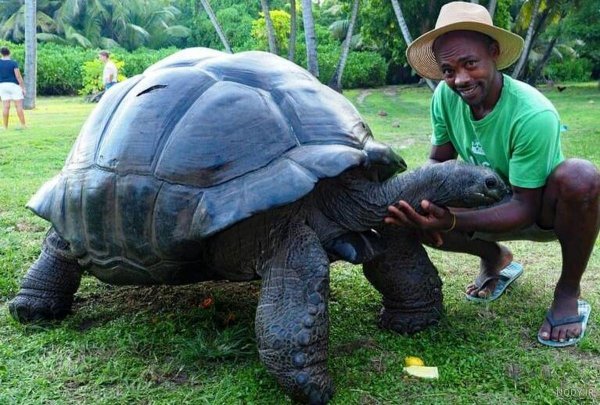  عکس لاک پشت برای پروفایل