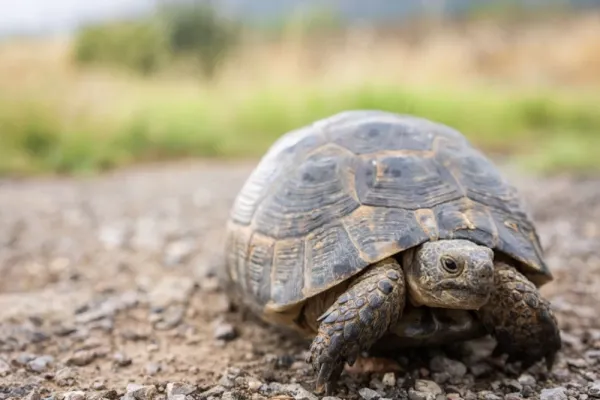 عکس لاک پشت زیبا