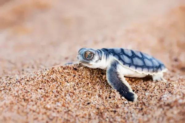 عکس لاک پشت زیبا