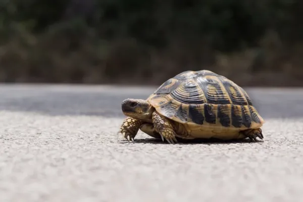 عکس لاک پشت زیبا