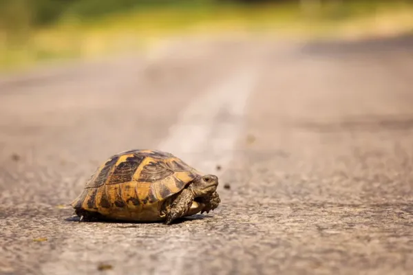 عکس لاک پشت زیبا