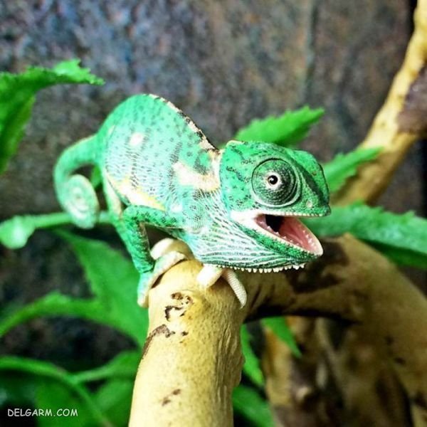  عکس آفتاب پرست واقعی