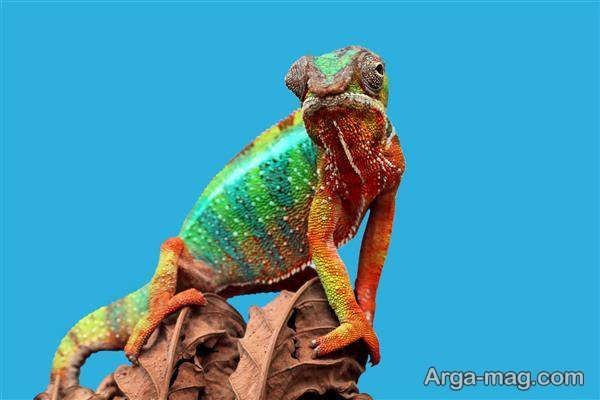  عکس آفتاب پرست برای پروفایل