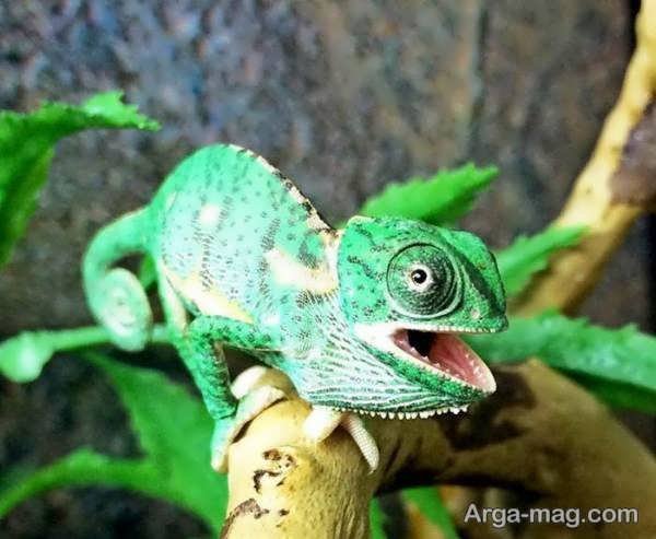  عکس آفتاب پرست برای پروفایل