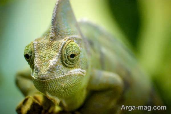  عکس آفتاب پرست برای پروفایل