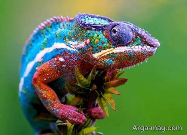  عکس آفتاب پرست برای پروفایل