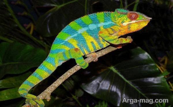  عکس آفتاب پرست برای پروفایل