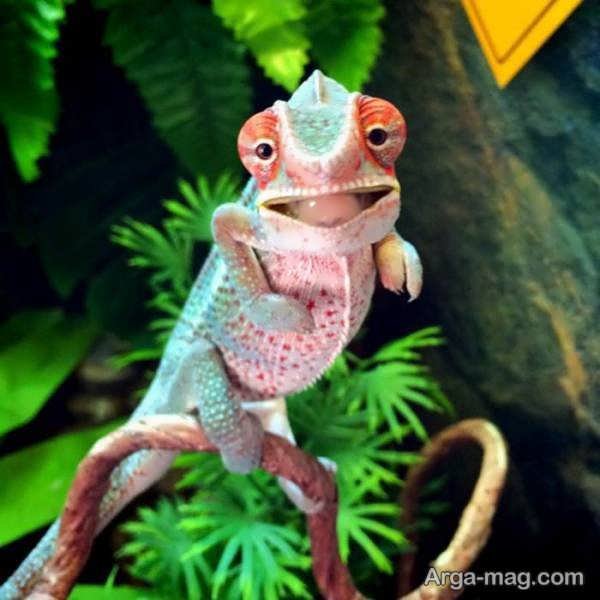  عکس آفتاب پرست برای پروفایل