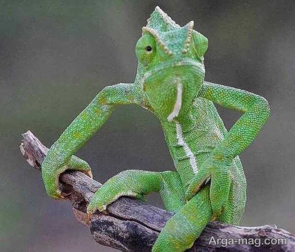  عکس آفتاب پرست برای پروفایل