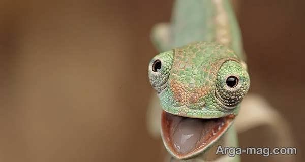  عکس آفتاب پرست برای پروفایل