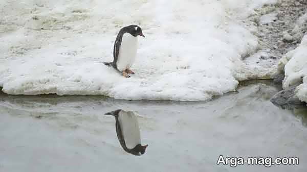 عکس پنگوئن نقاشی