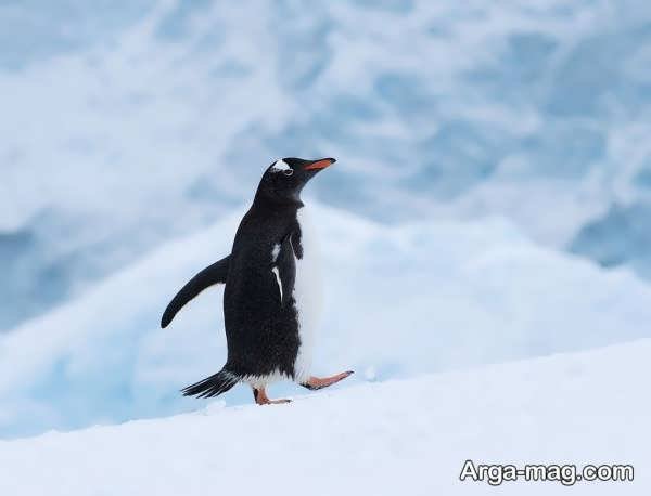  عکس پنگوئن های بامزه