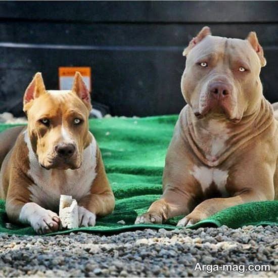  عکس جذاب از سگ های پیت بول