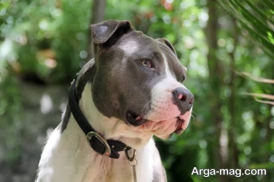  عکس جذاب از سگ های پیت بول