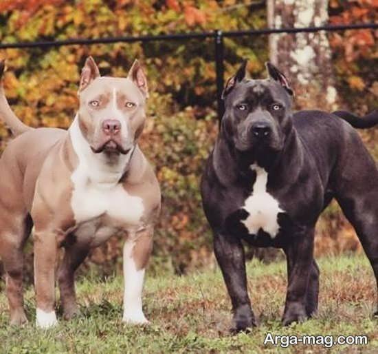  عکس جذاب از سگ های پیت بول
