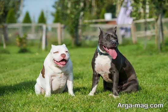  عکس جذاب از سگ های پیت بول