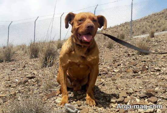  عکس جذاب از سگ های پیت بول