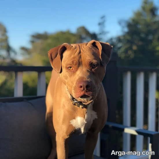  عکس جذاب از سگ های پیت بول