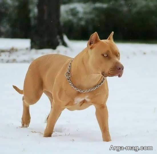  عکس جذاب از سگ های پیت بول