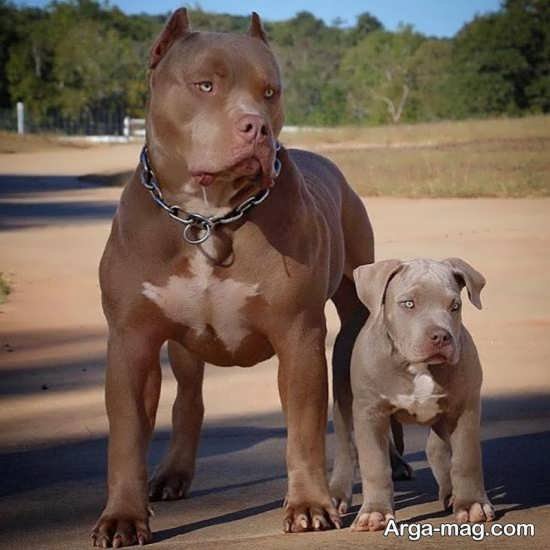  عکس جذاب از سگ های پیت بول