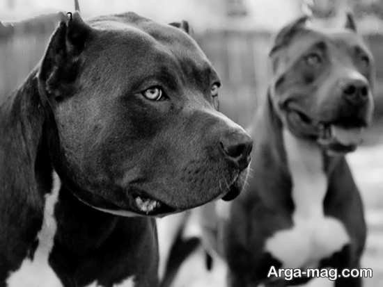  عکس جذاب از سگ های پیت بول