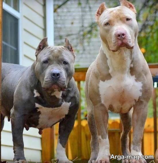  عکس جذاب از سگ های پیت بول