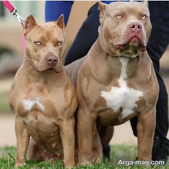  عکس جذاب از سگ های پیت بول