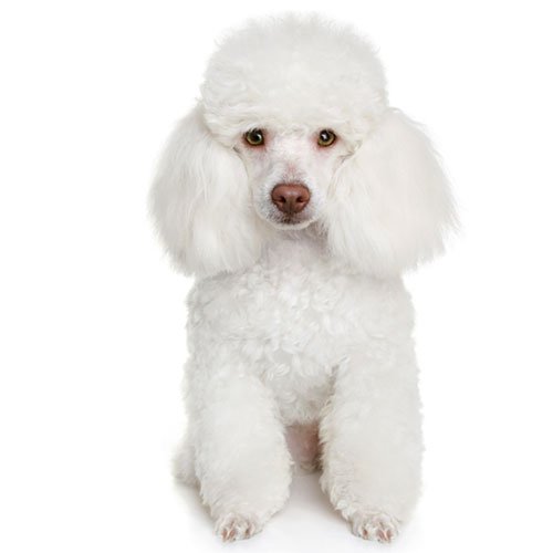 عکس پروفایل سگ پشمالو