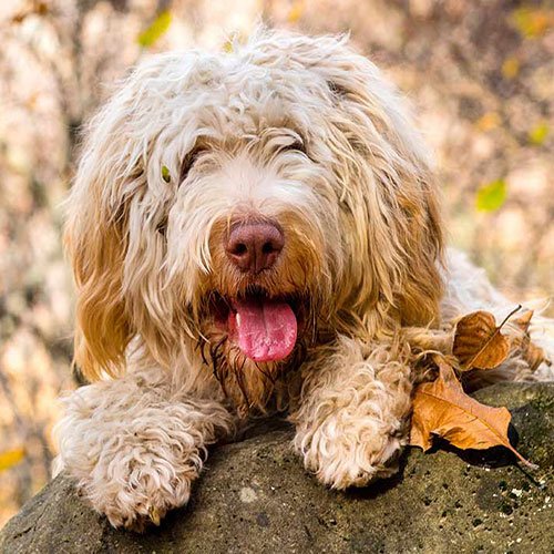 عکس پروفایل سگ پشمالو