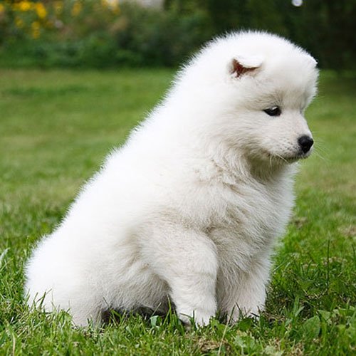 عکس پروفایل سگ پشمالو