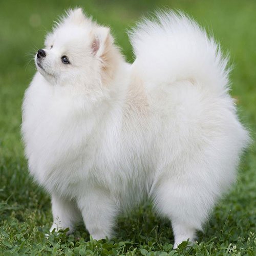 عکس پروفایل سگ پشمالو