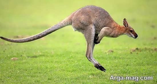  عکس زیبا از کانگورو با کیفیت بالا