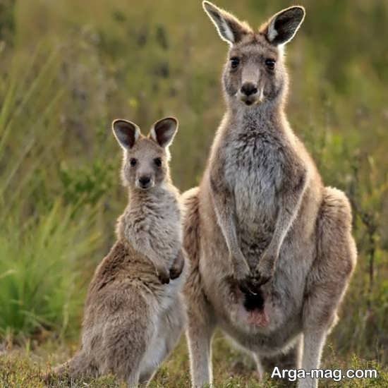  عکس زیبا از کانگورو با کیفیت بالا