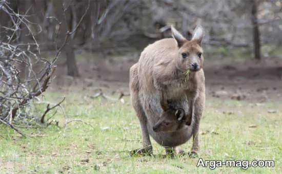  عکس زیبا از کانگورو با کیفیت بالا