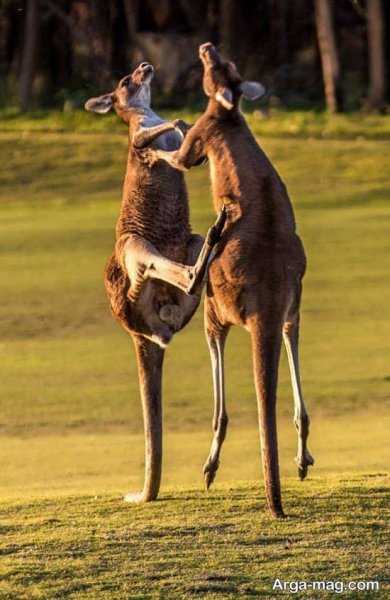  عکس زیبا از کانگورو با کیفیت بالا