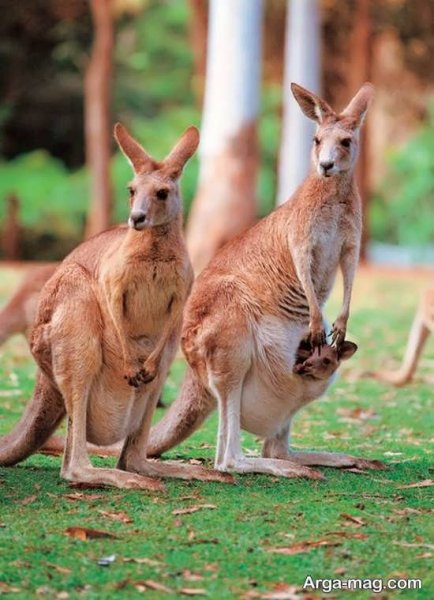  عکس زیبا از کانگورو با کیفیت بالا