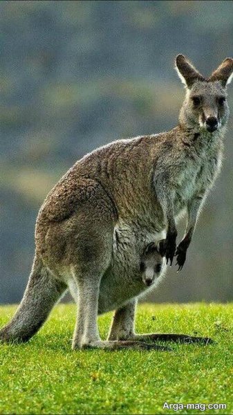  عکس زیبا از کانگورو با کیفیت بالا